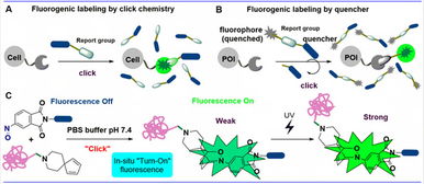 上海科技大學(xué)劉佳與姜標團隊合作開發(fā)原位光激活生物正交偶聯(lián)反應(yīng)，推動生物技術(shù)新突破
